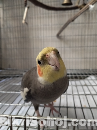 Cockatiel